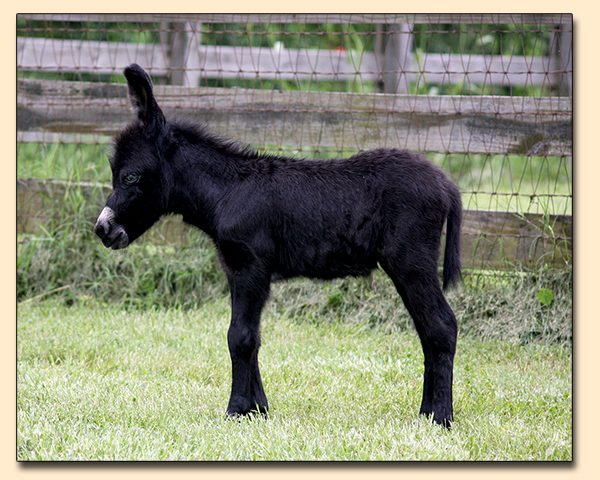 piked Punch, black miniature donkey for sale