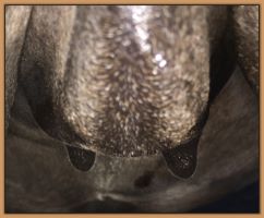 Paper Tyger's bag before foaling her miniature donkey foal.