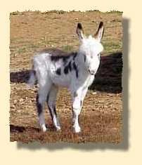 miniature donkey, Arizona (7476 bytes)